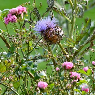 Let’s Get Counting