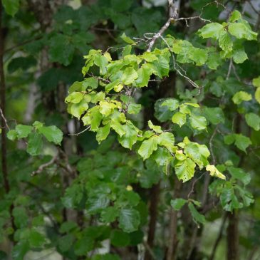 Perth & Kinross Council ask views on Nature Networks